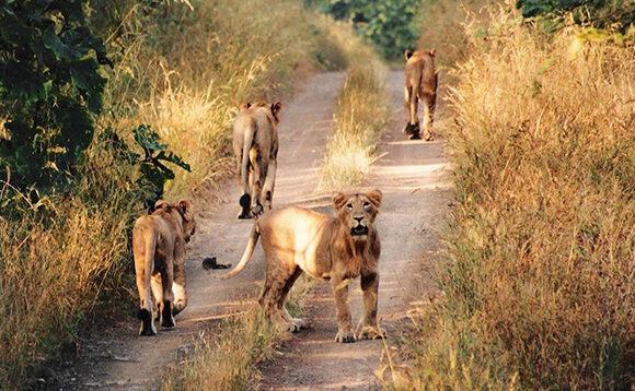 6 Night 7 Days Wildlife Gujarat Tour